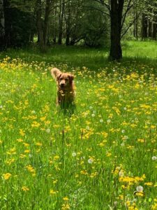 Ranger - Dog