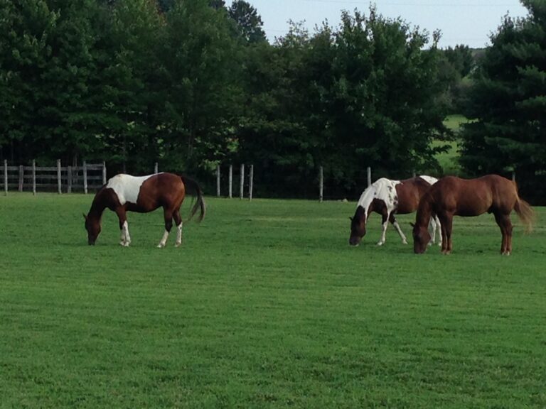 Horses in field