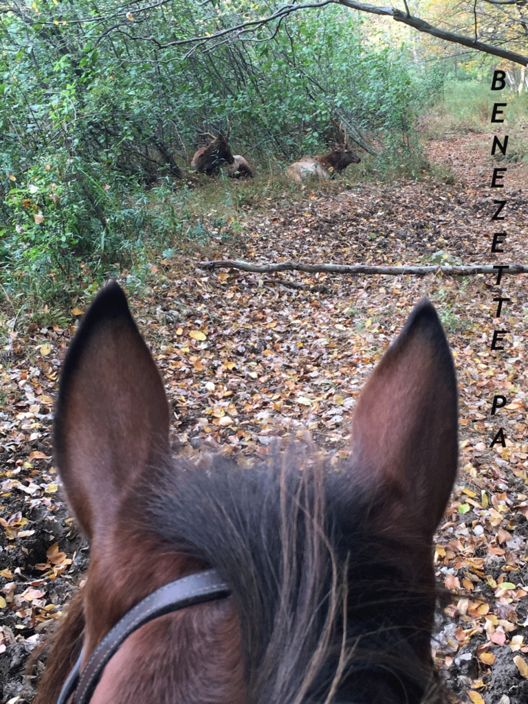 Thunder Mountain Equestrian Trail Thunder Mountain Equestrian Trail