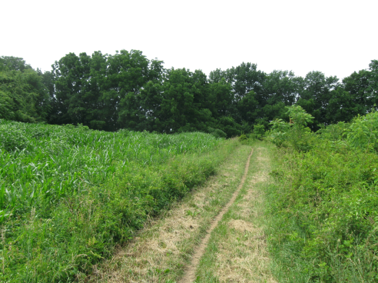 Blue Marsh Lake Blue Marsh Lake