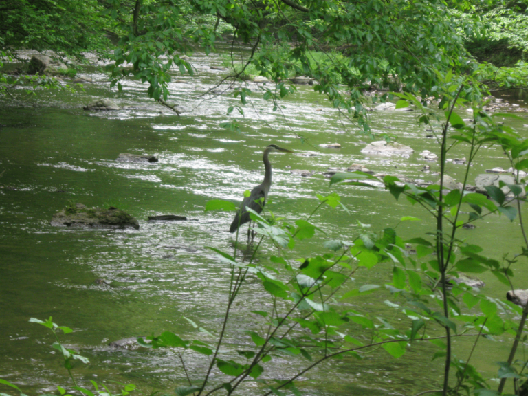 Marsh Creek State Park