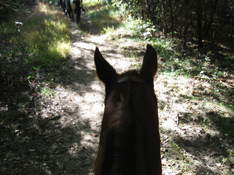 Nockamixon State Park