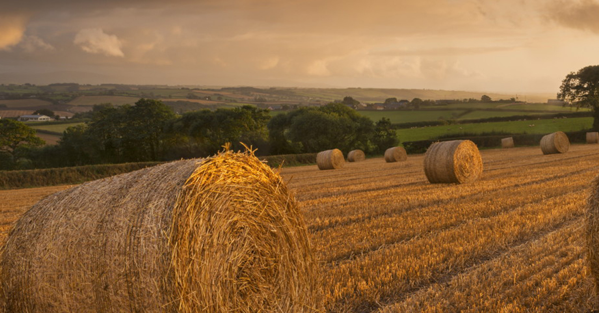 Hay Sales Quality Hay for your Horse! Trail Rider's Path