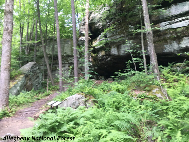 Spring Creek Horse Trail - Allegheny Nat'l Forest