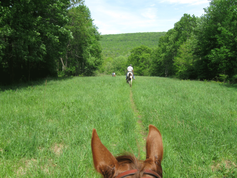 Michaux State Forest - Shared-Use Trail System Michaux State Forest - Shared-Use Trail System