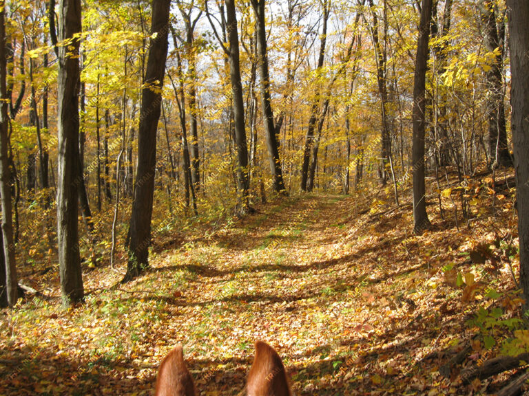 Blue Knob State Park Blue Knob State Park