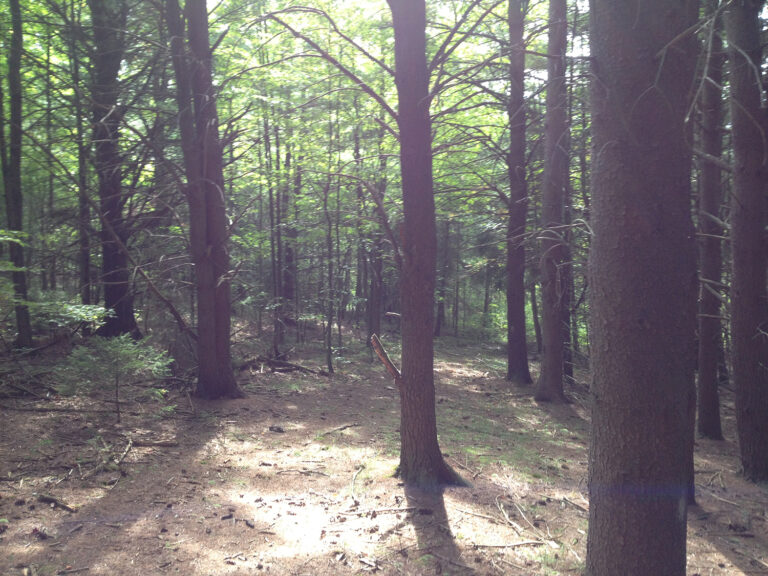 West Almond Trail System West Almond Trail System