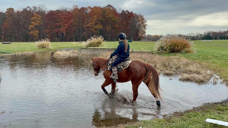 Last Chance Ranch - Horse Rescue Last Chance Ranch - Horse Rescue
