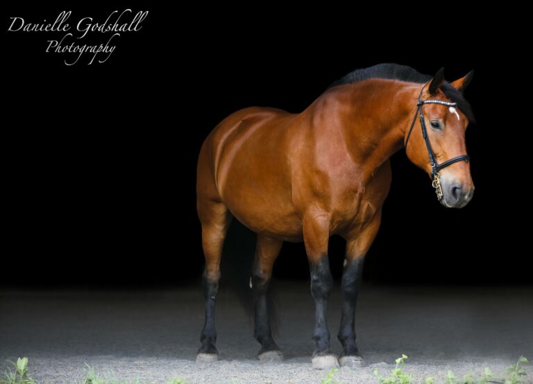 Last Chance Ranch - Horse Rescue Last Chance Ranch - Horse Rescue