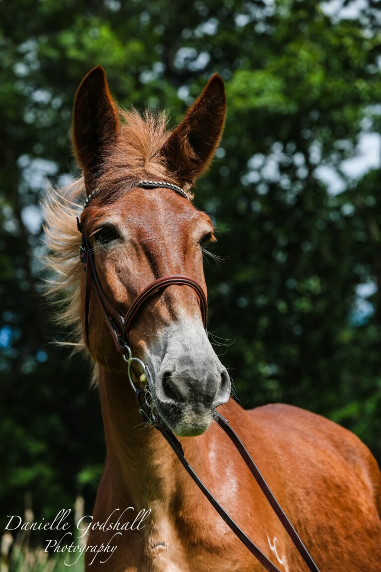 Last Chance Ranch - Horse Rescue Last Chance Ranch - Horse Rescue