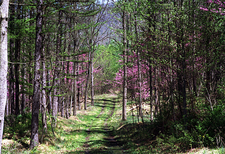 Buchanan State Forest - Knobsville Tract