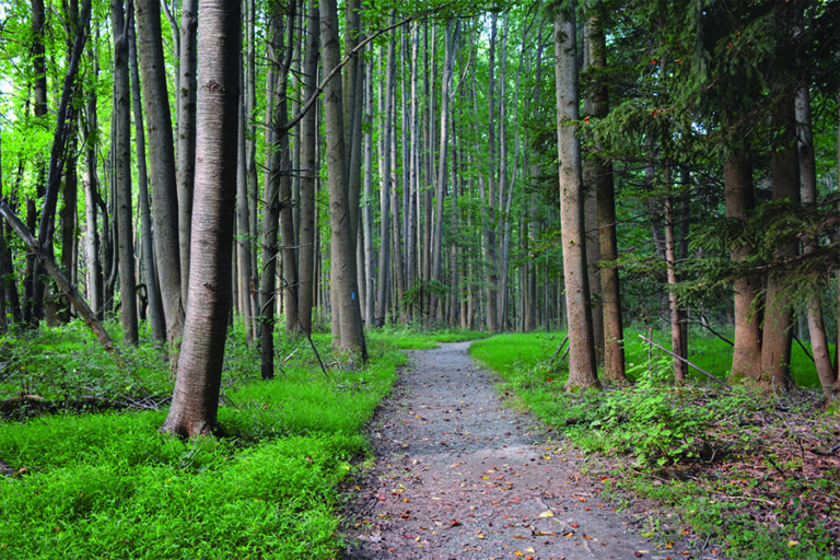 Wooded horse trail at Gunpowder Falls State Park Hereford Area