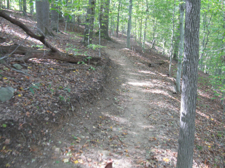 fair hill trail woods 768x576