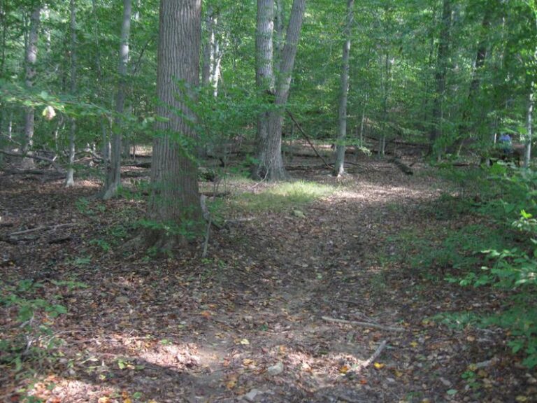 fair hill woods 768x576