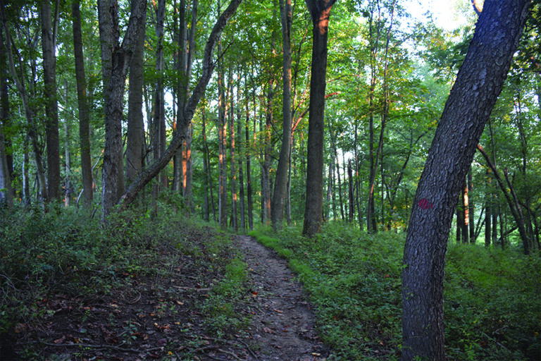 Gunpowder Falls State Park Sweet Air Area Trails